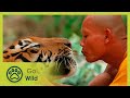 The Tiger and the Monk - The Secrets of Nature