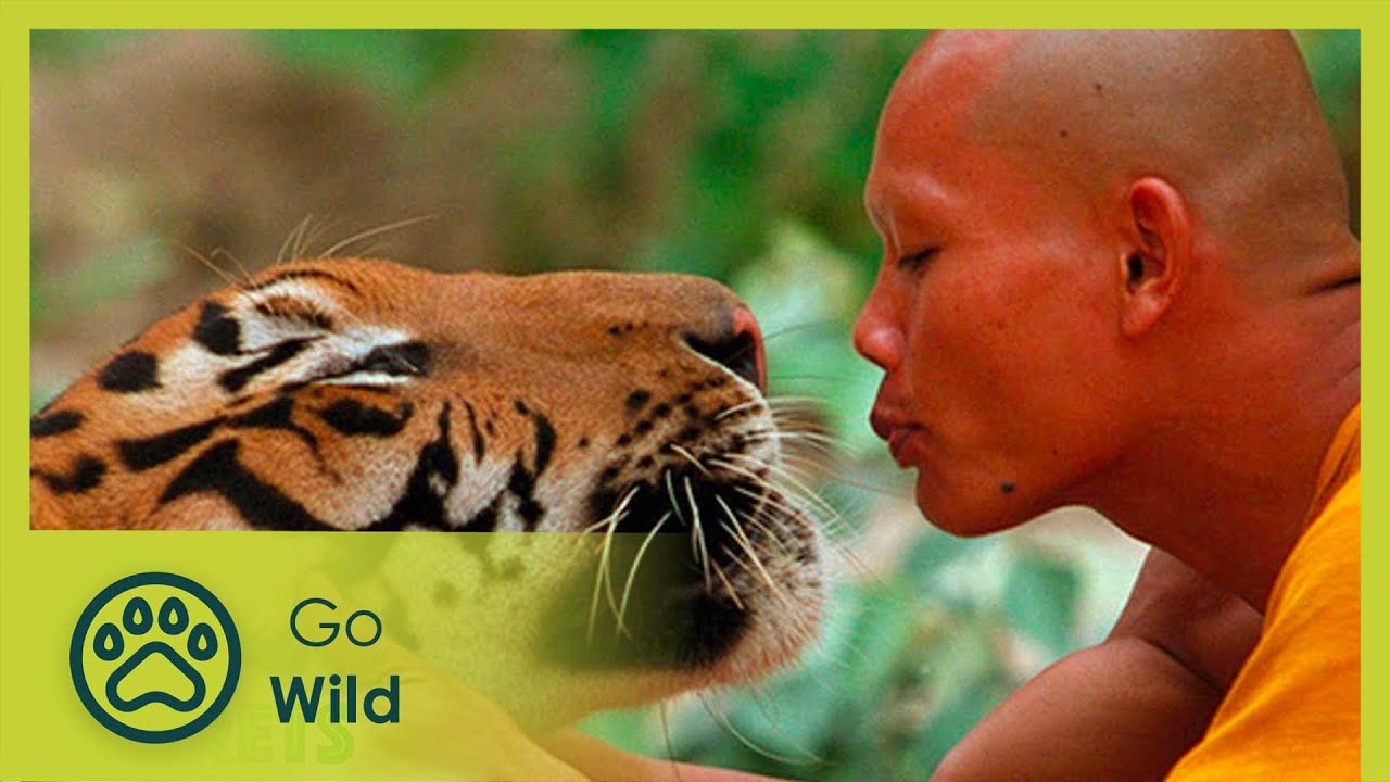 The 10 Best Documentaries About Tigers
