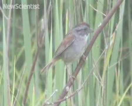 Learning language with the singalong neurons