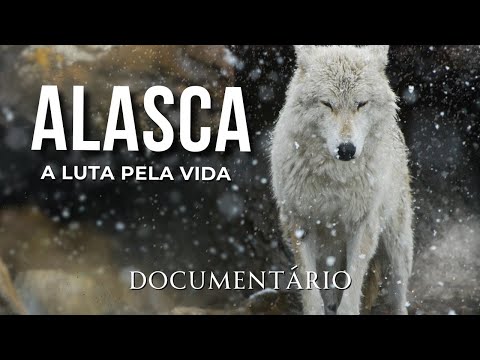 PREDADORES E SOBREVIVENTES | A LUTA PELA VIDA NO ALASCA | Documentário