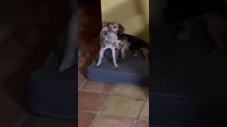 Video preview image #1 Poodle (Miniature) Puppy For Sale in Boonton, NJ, USA