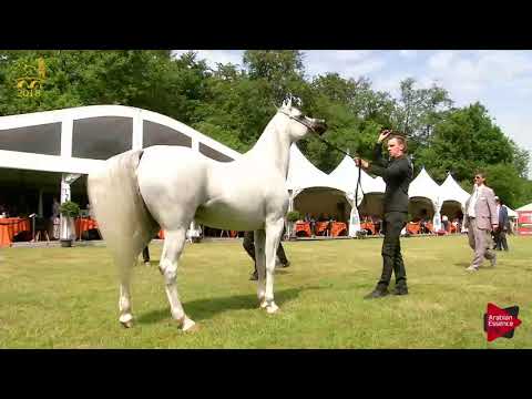 N.198 LABIBAH AA - Bruges 2018 Int B - Straight Egyptian Senior Mares (Class 116)