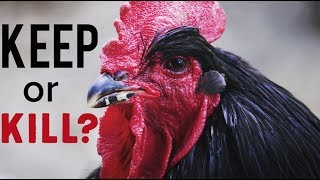 Roosters... Should You Keep Them? Process Them? What To Do!?