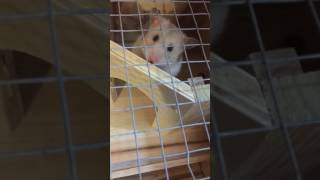 Download lagu Female hamster mating call or heat call mp3
