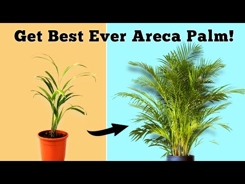 , title : 'USE THIS To Grow BEST EVER Areca Palm Plant// Areca Palm Care Indoor'