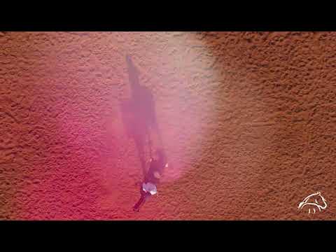 ECLIPSE DOS CASTANHEIROS