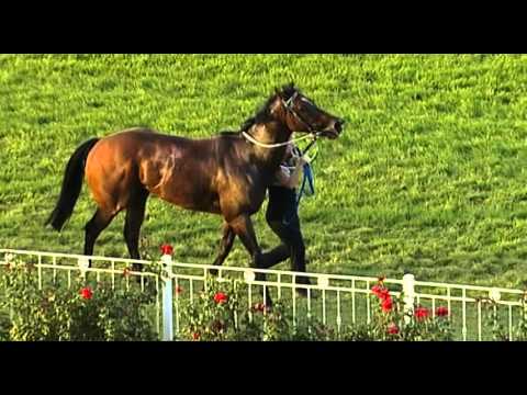 Ascot, 02/04/2016 - Race 8 - WAR PRINCE - Simon Miller & Aaron Mitchell