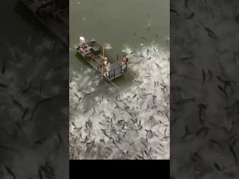 วาฬตายครั้งเดียว เลี้ยงทะเลทั้งศตวรรษ #อันดับ #shorts