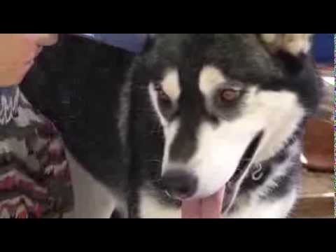 DAKOTA-Adopted, an adopted Siberian Husky in Valencia, CA_image-1