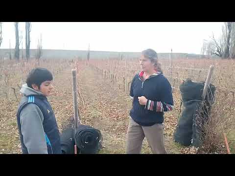 EDG entrevista al viñedo de gualjaina Chubut.