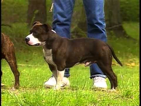 Staffordshire Bull Terrier - AKC Dog Breed Series