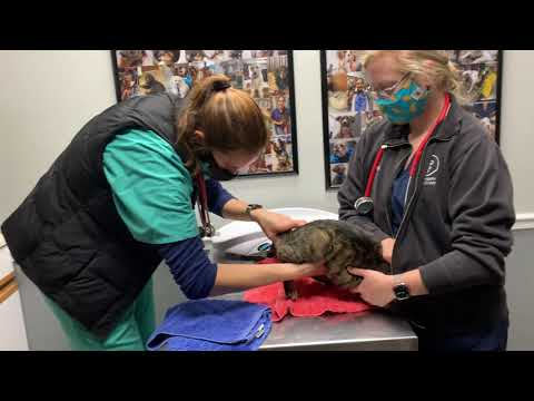 Cat is unable to urinate due to tail injury. Why he needs to see a vet right away.