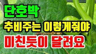 단호박 꽃이 피고 열매가 맺기시작하면 1차 웃거름주는시기 1차 웃거름은 여기에 줘야 단호박이 쑥쑥커요