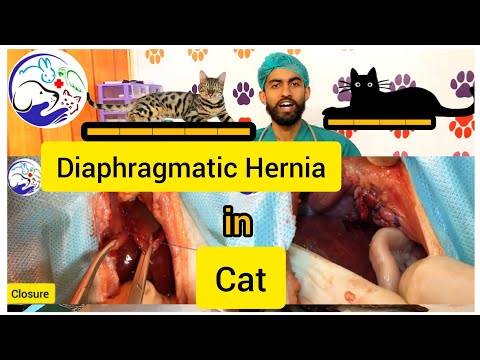 Diaphragmatic Hernia Repair in Cat