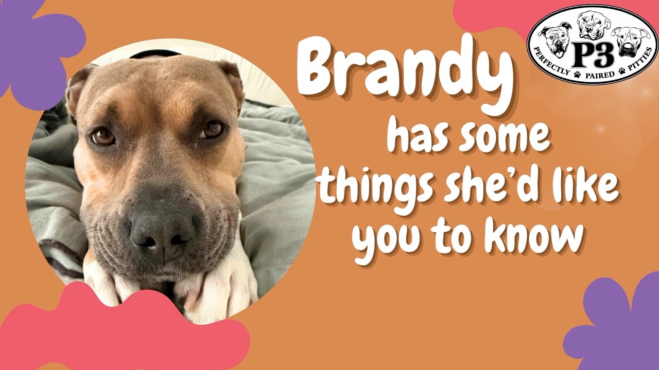 Enlarge Brandy, a Adoptable Pit Bull Terrier in Rockville, MD video 2/6