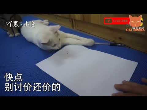 смешные видео про кошек , собак и животных | funny videos about cats 26  #cat #animals #funnycats