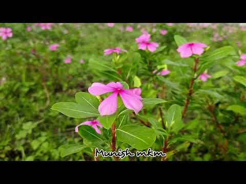 Flower spot |#video #tamil #flowers #youtube #hd #rose #status #tamilsong #flowergarden 