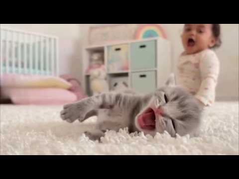 “Cute Kitten and Calm Music for Stress Relief”