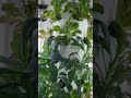 The Shape Of Kale Planted In The Rotating Hydroponic Tower Is Very Beautiful