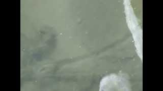 preview picture of video 'Clam at Okoboji Iowa 2011, A sign of a health lake.'