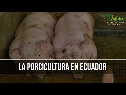 , title : 'Como Implementar el Negocio de la Porcicultura- TvAgro por Juan Gonzalo Angel'