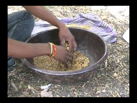Seed treatment of soybean by chemical hindi