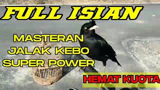Download lagu Masteran Burung Jalak Kebo Full Isian Super Power Serasa Jalak Uren Hemat Kuota Training birds mp3 Download lagu Masteran Burung Jalak Kebo Full Isian Super Power Serasa Jalak Uren Hemat Kuota Training birds mp3