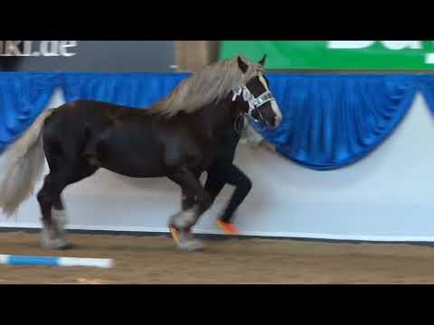 98. Valegro - SDK Hengst von Veron x Fürstin bei der 9.FN-Bundeskaltblutschau 2022 in München-Riem