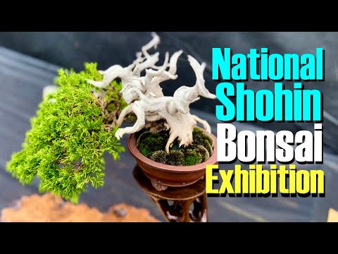 UK National Shohin Bonsai Exhibition 2022, Markham Grange, Doncaster