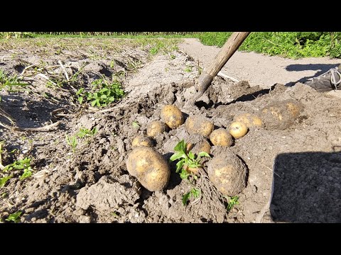 , title : 'Dlaczego ziemniaki rosną małe'
