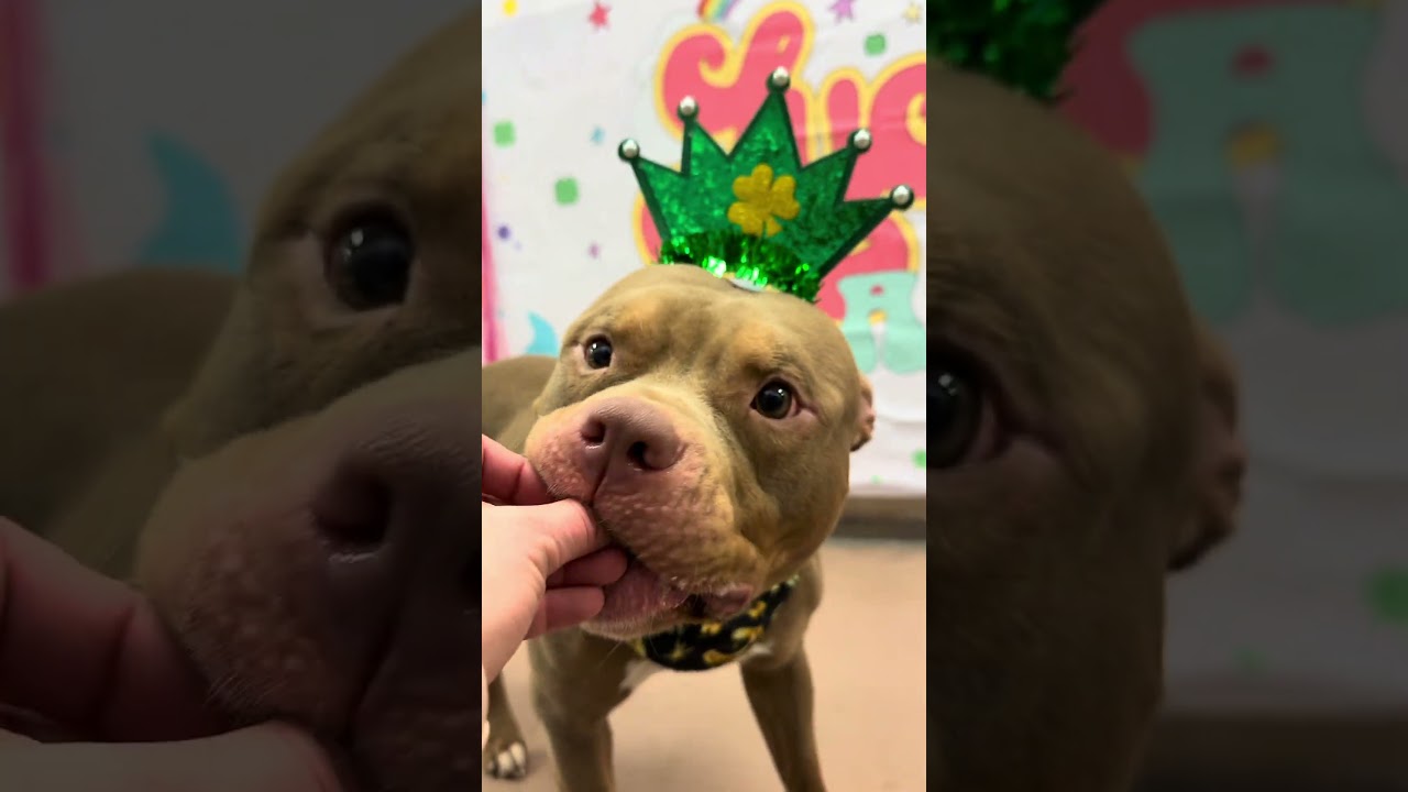 Puck, a ADOPTABLE Pit Bull Terrier in Chicago, IL video 2/5