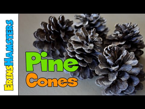 YouTube video about: Can guinea pigs eat pine cones?
