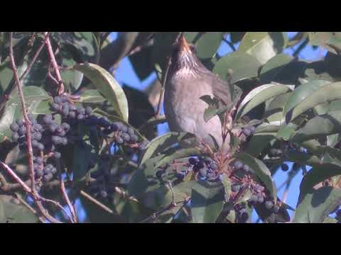 El Ligustro y las aves Esperanza Santa Fe Argentina 2026