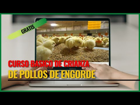 , title : 'Curso Básico de Crianza de Pollos de Engorde'
