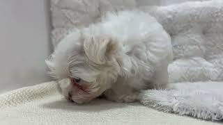 マルチーズの動画01