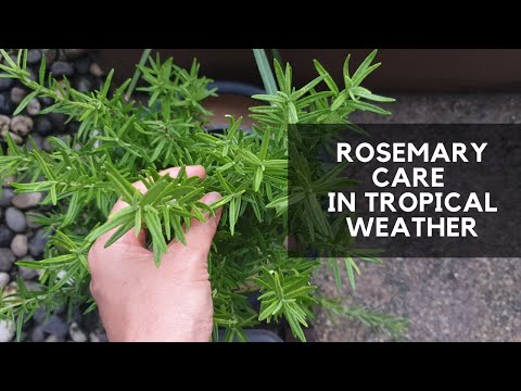 ROSEMARY CARE | How not to kill Rosemary in tropical weather