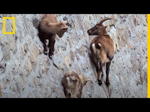 , title : 'Estas CABRAS son capaces de andar por una pared VERTICAL ¿Por qué? | National Geographic en Español'