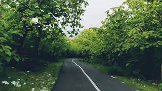 Download lagu story WA jalan di hutan jati(2) mp3