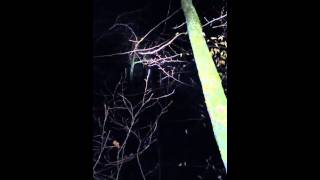 preview picture of video 'coon hunting in WV'