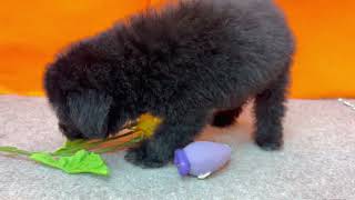 トイプードルの動画01