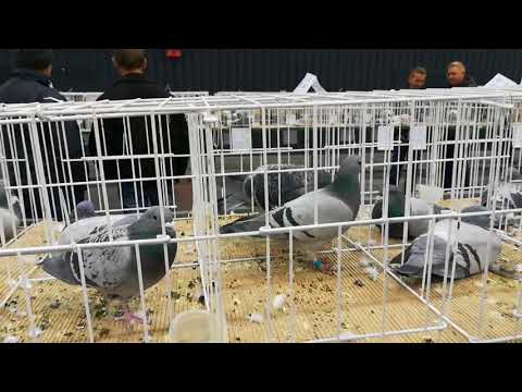 Wystawa gołębi w Gdańsku grudzień 2017