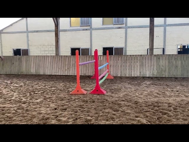 Jument pur sang 4 ans 