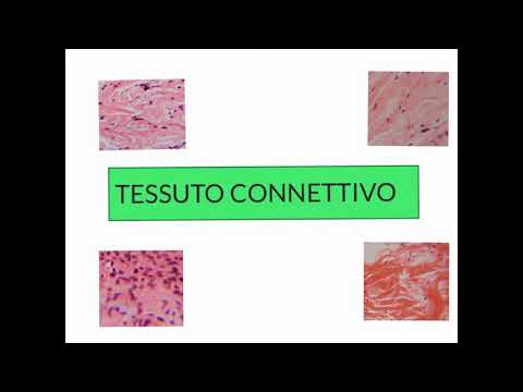 CORSO DI ISTOLOGIA LEZIONE 12 DI 30 TESSUTI CONNETTVI PARTE 1