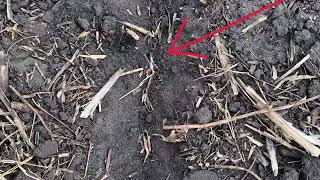 Assessing Canola emergence in dry conditions  