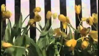 All of This - Shaimus.mp4