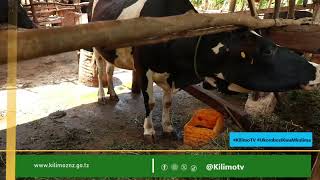 Hatua Kubwa Ufugaji Zanzibar! Kikundi cha Bambi Chapewa Ardhi ya Malisho