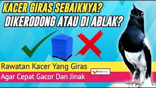 Download lagu KACER GIRAS, SEBAIKNYA DIKERODONG ATAU TIDAK? mp3 Download lagu KACER GIRAS, SEBAIKNYA DIKERODONG ATAU TIDAK? mp3