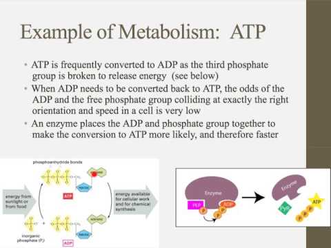 Notes for IB Biology Chapter 2.1