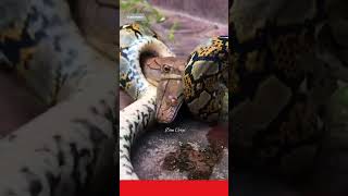 ⭕ King Cobra Vs Python Snake Never Give Up Part 2!! l #shorts