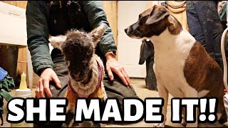 We SAVED the SEXTUPLET!! | Vlogmas 2022 | Vlog 657 video